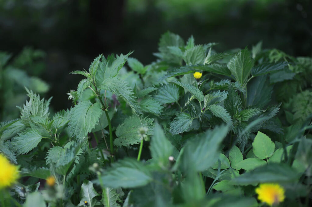 Pomidoru auginimas. Dilgelės yra puiki trąša ne tik pomidorams.