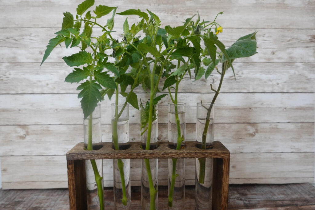 Pomidorų sėjimas į stiklines. Didžiausias minusas šviesos trūkumas.