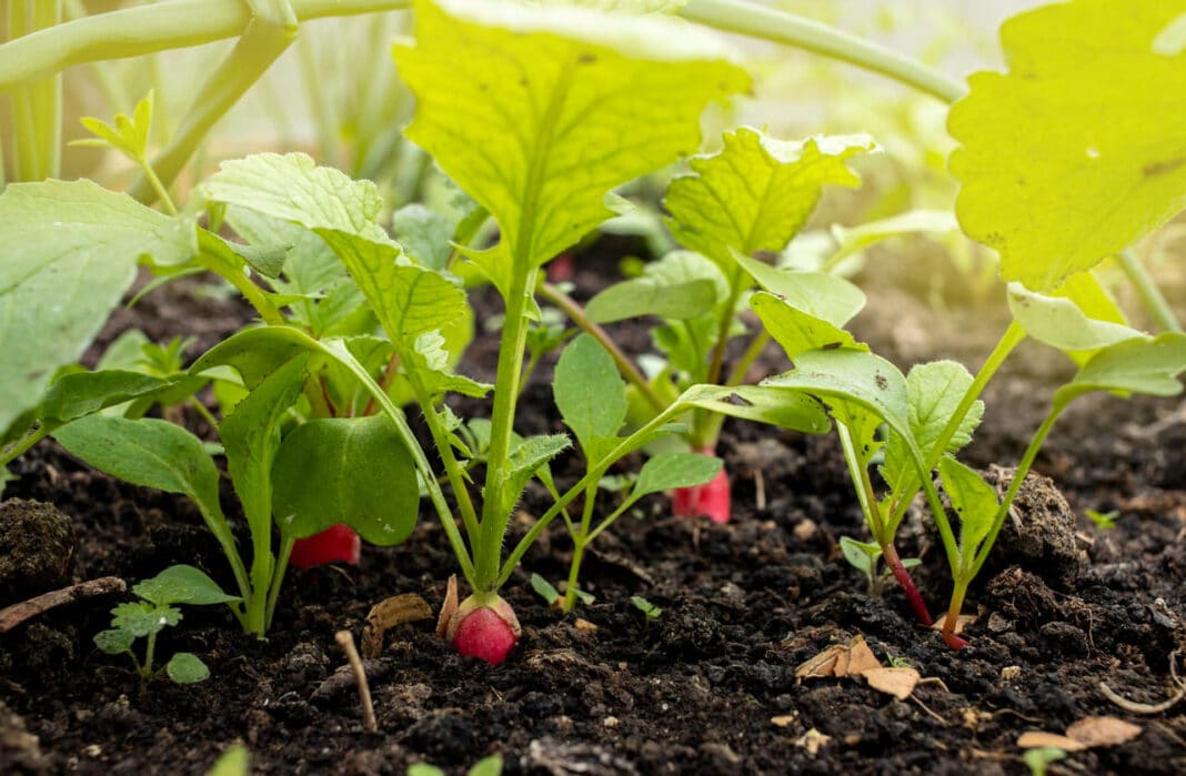 Ridikėlių sėjimas.