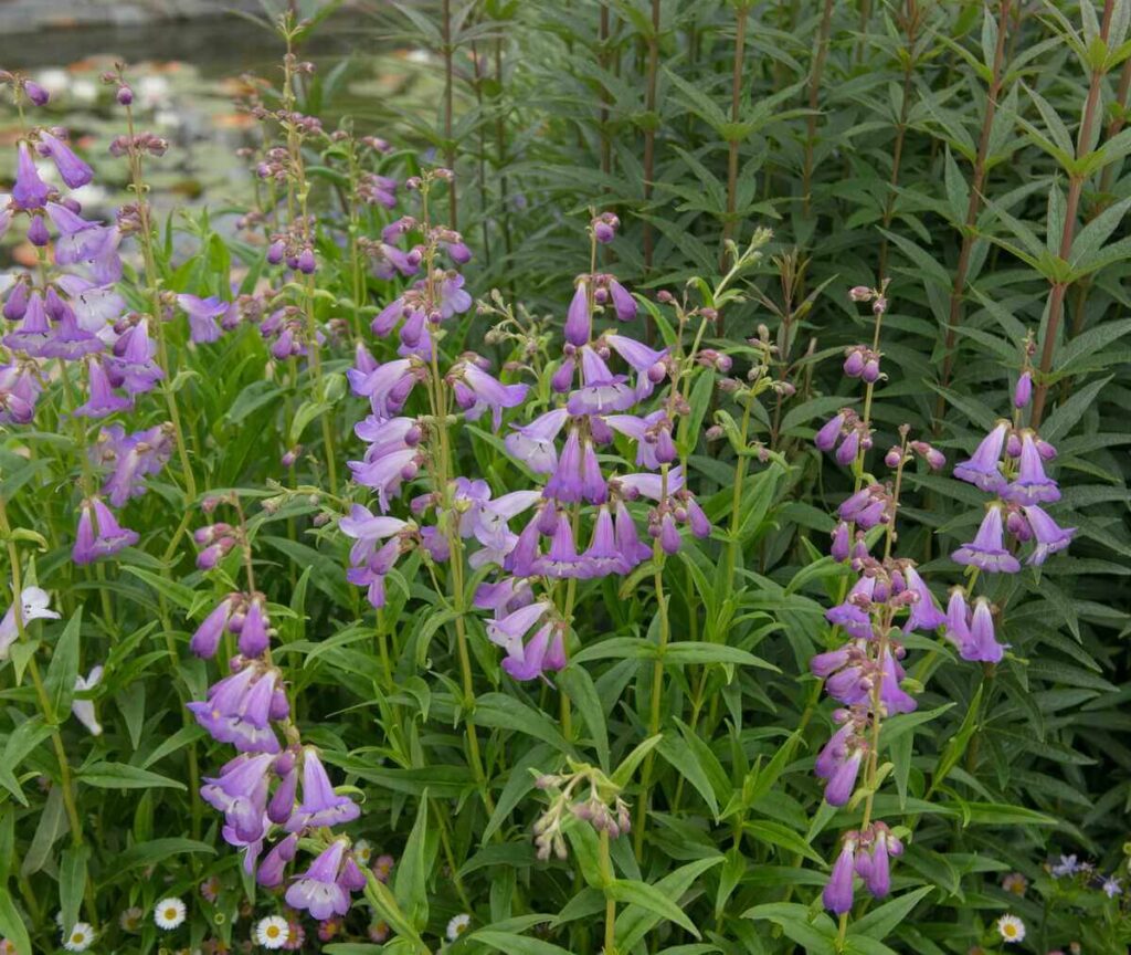 Rozmarinų auginimas sode džiugina ne tik aromatingais lapeliais, bet ir smulkiais mėlynais žiedais ankstyvą pavasarį.