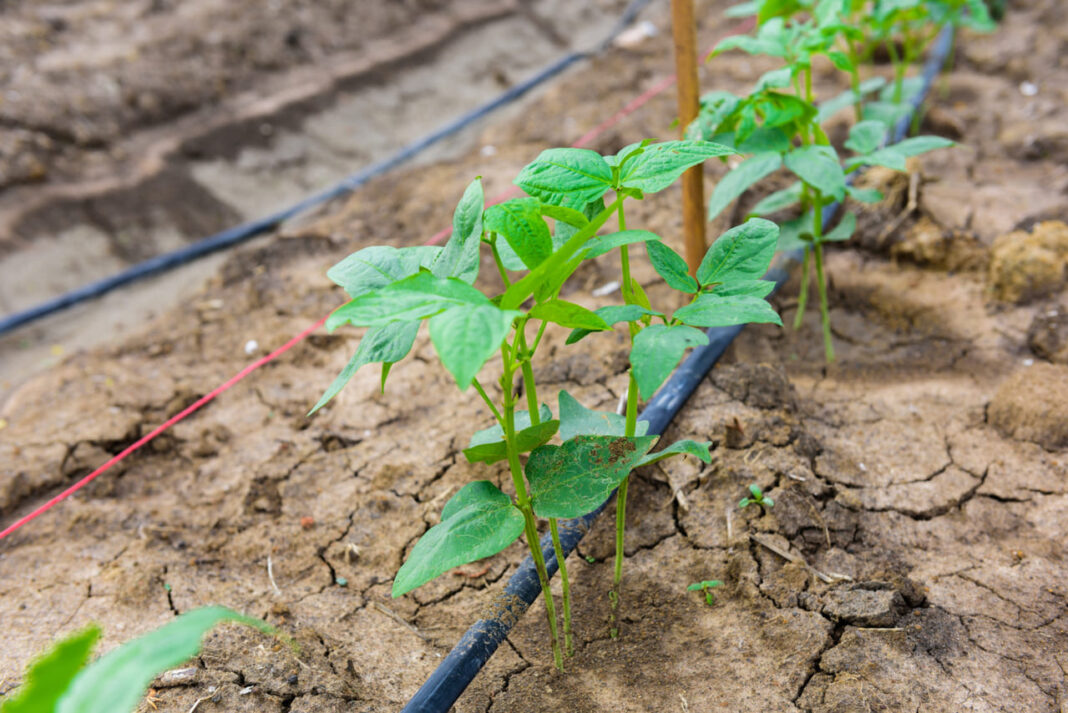 Savitakė laistymo sistema.