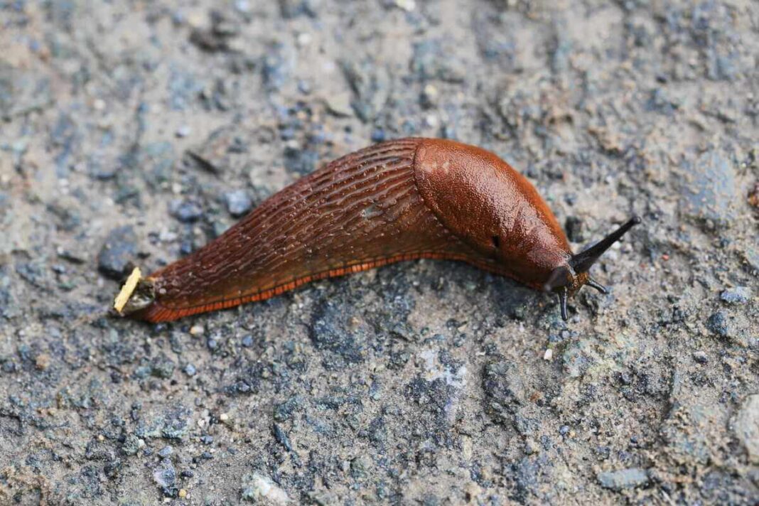 Šliužų naikinimas darže yra būtinas, kai pasirodo tokie dideli moliuskai, galintys greitai sunaikinti visą derlių.