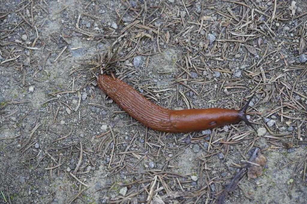 Šliužų naikinimas darže padeda apsaugoti augalus nuo šių rudų kenkėjų, kurie aktyviai juda dirvos paviršiumi.