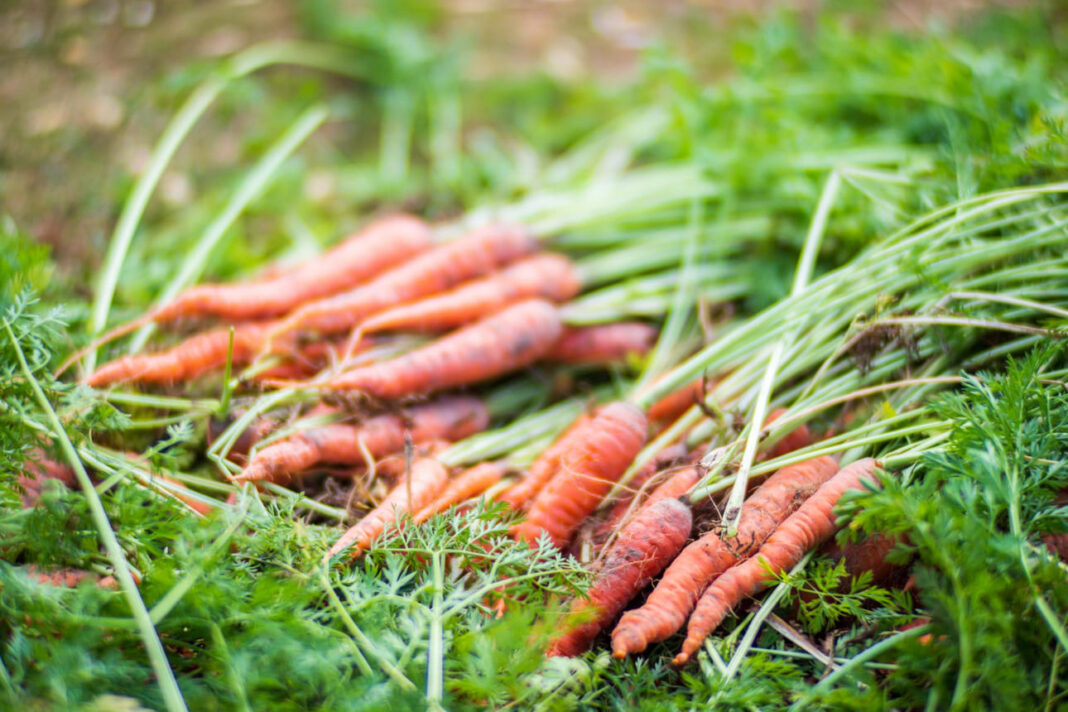 Sodininkystės gudrybės.