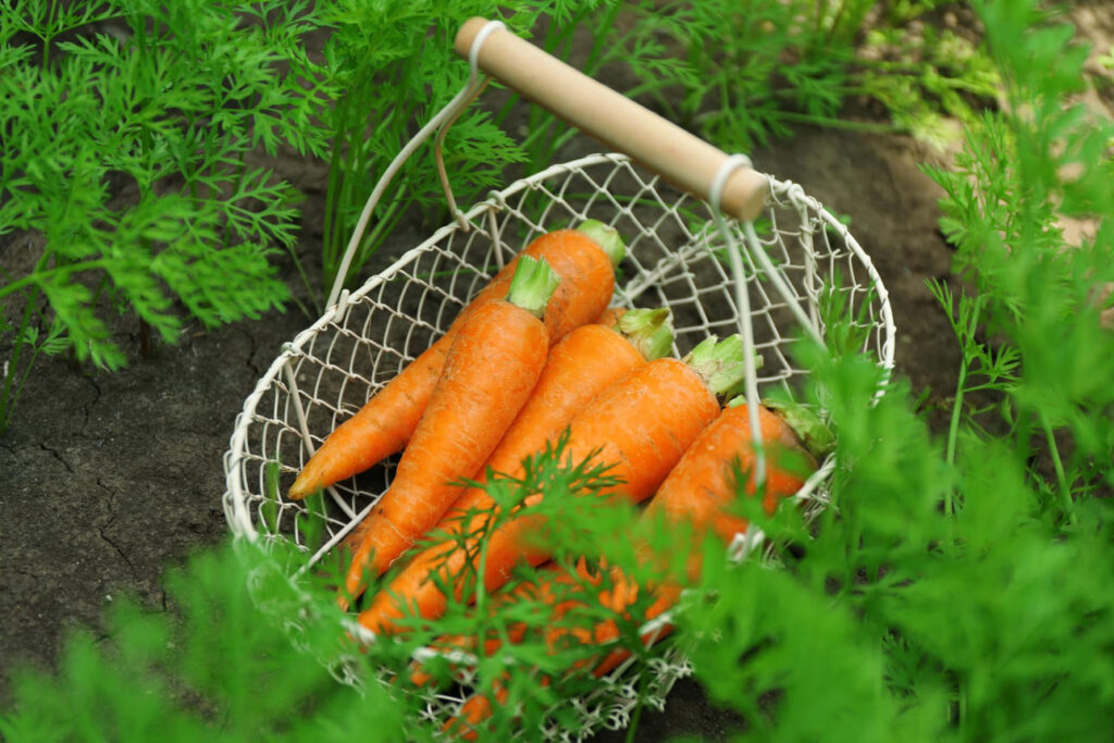 Sodininkystės gudrybės. Morkos lygios kaip iš parduotuvės.