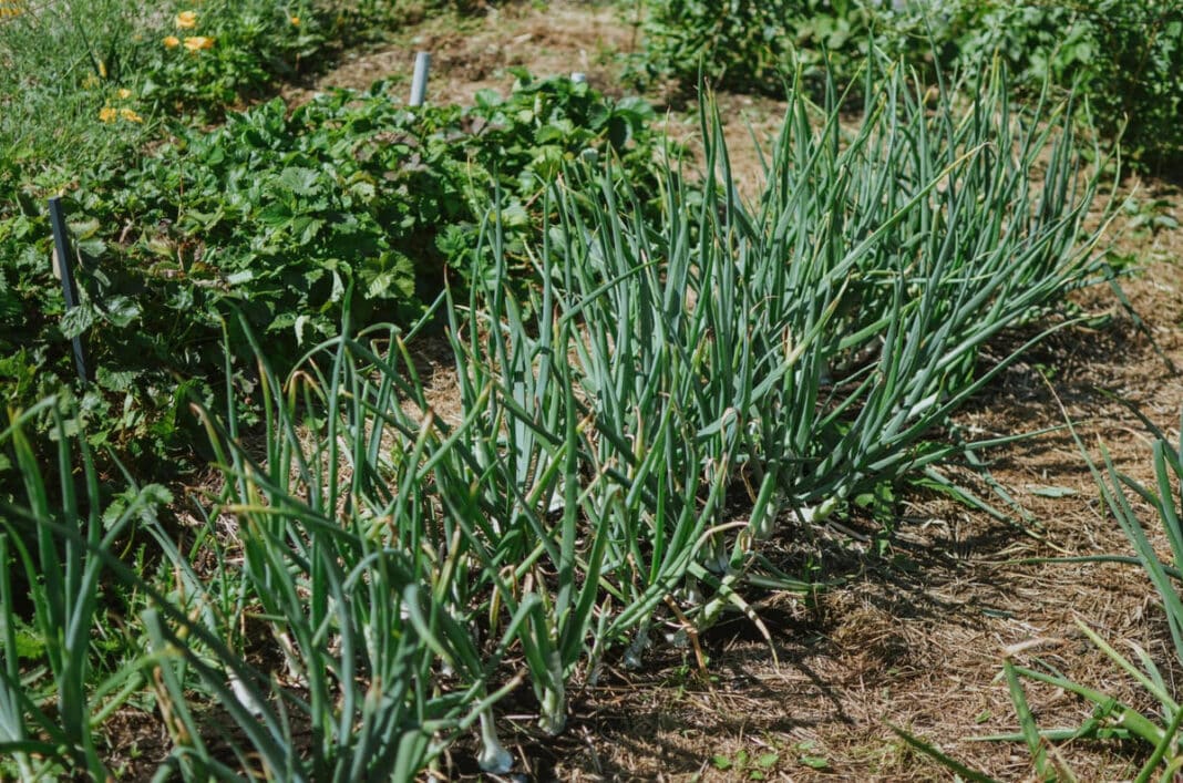 Svogūnų priežiūra.