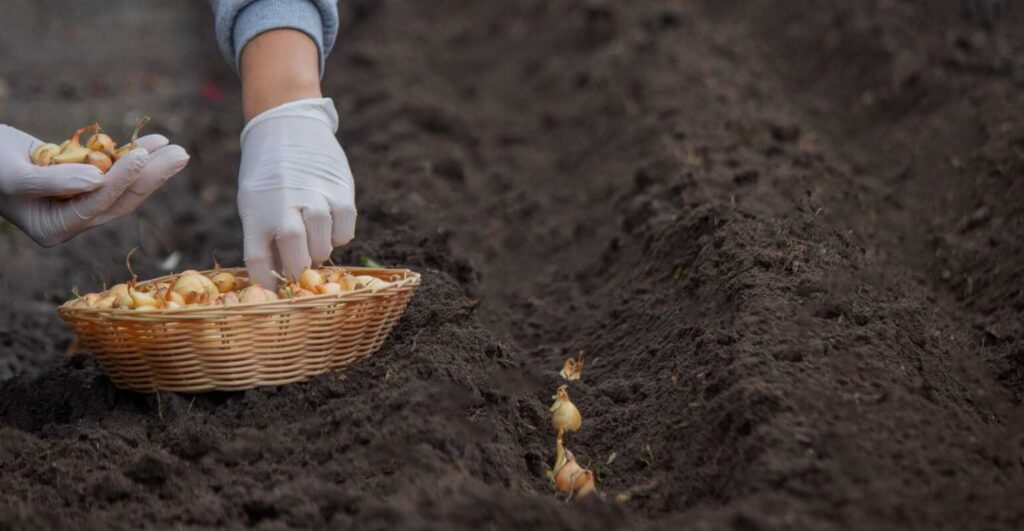 Svogūnų sodinimas pavasarį prasideda nuo kokybiškų sodinukų paruošimo, kurių pilną krepšį laiko daržininkas.Svogūnų sodinimas pavasarį prasideda nuo kokybiškų sodinukų paruošimo, kurių pilną krepšį laiko daržininkas.Svogūnų sodinimas pavasarį prasideda nuo kokybiškų sodinukų paruošimo, kurių pilną krepšį laiko daržininkas.