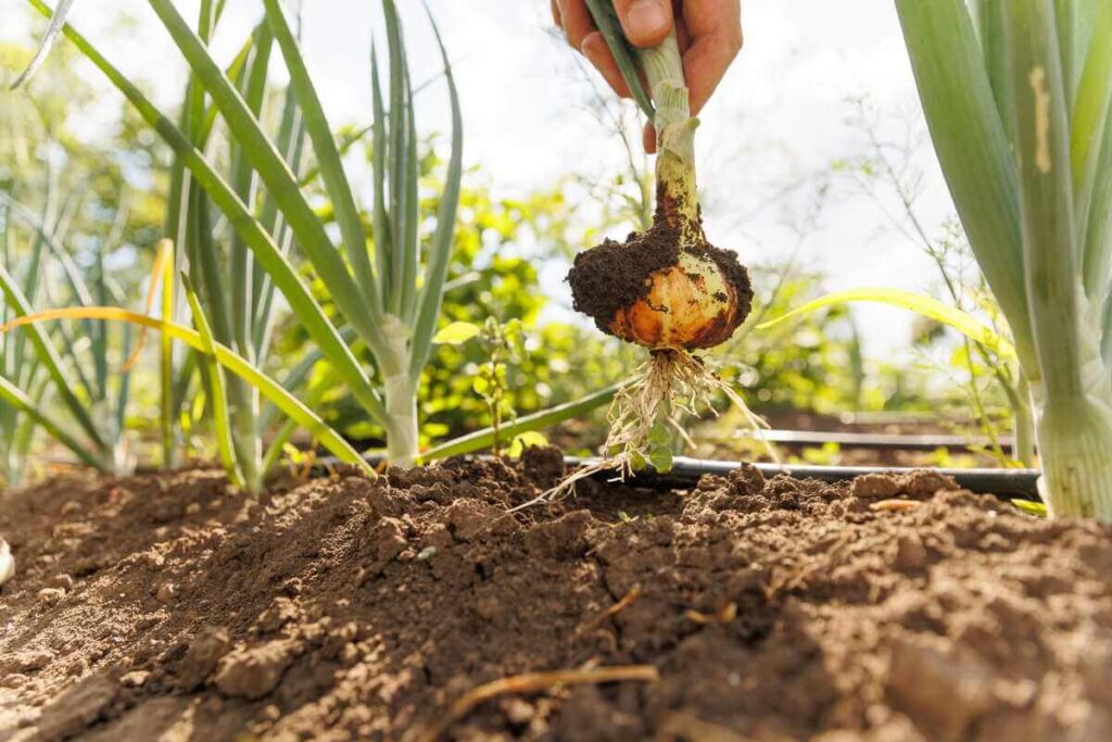 Svogūnų tręšimas pavasarį granulėmis padeda sustiprinti laiškus ir apsaugoti daržoves nuo gelsvėjimo.