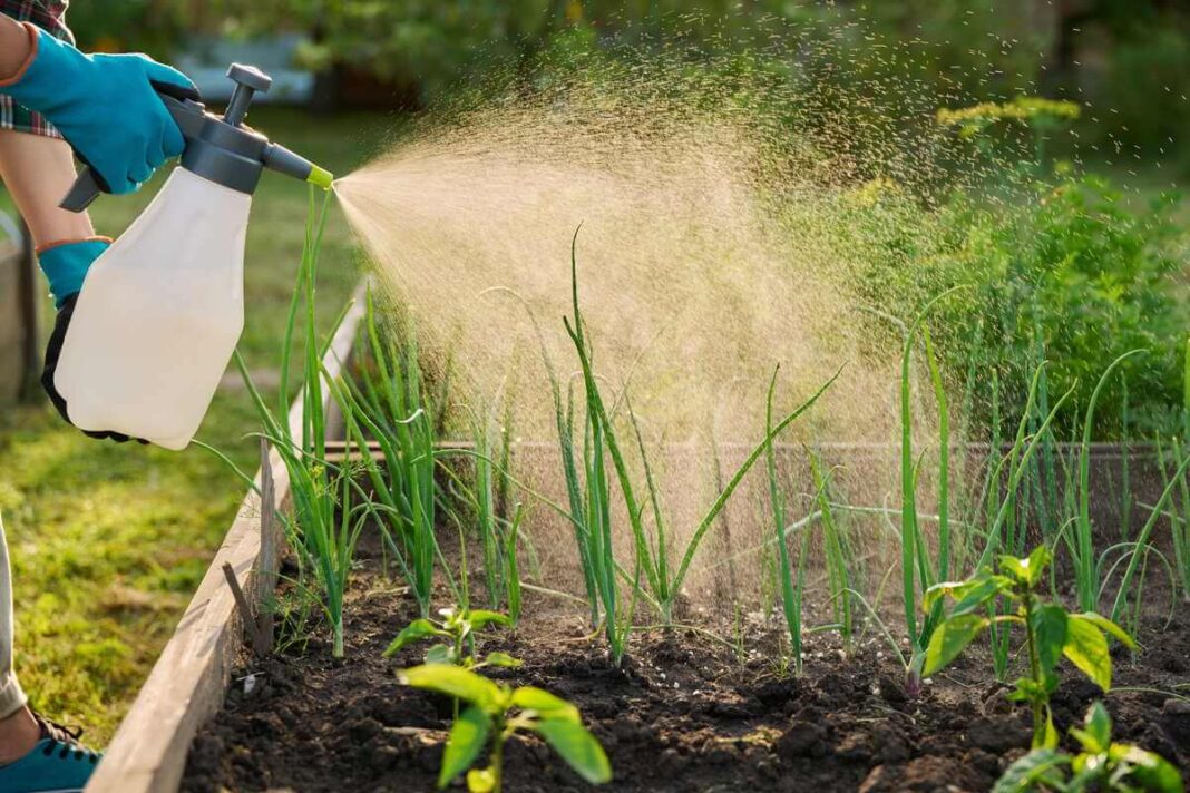 Svogūnų tręšimas pavasarį atliekamas laistant augalus paruoštu maistiniu tirpalu, kad galvutės augtų didelės.