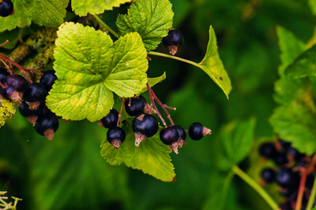 Tulžies amaras. Serbentų lapų viršunėse pasirodo pirmieji simptomai.