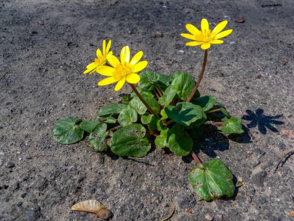 Ugniažolės naudojimas darže prasideda nuo šio augalo atpažinimo tarp kitų kiemo piktžolių.