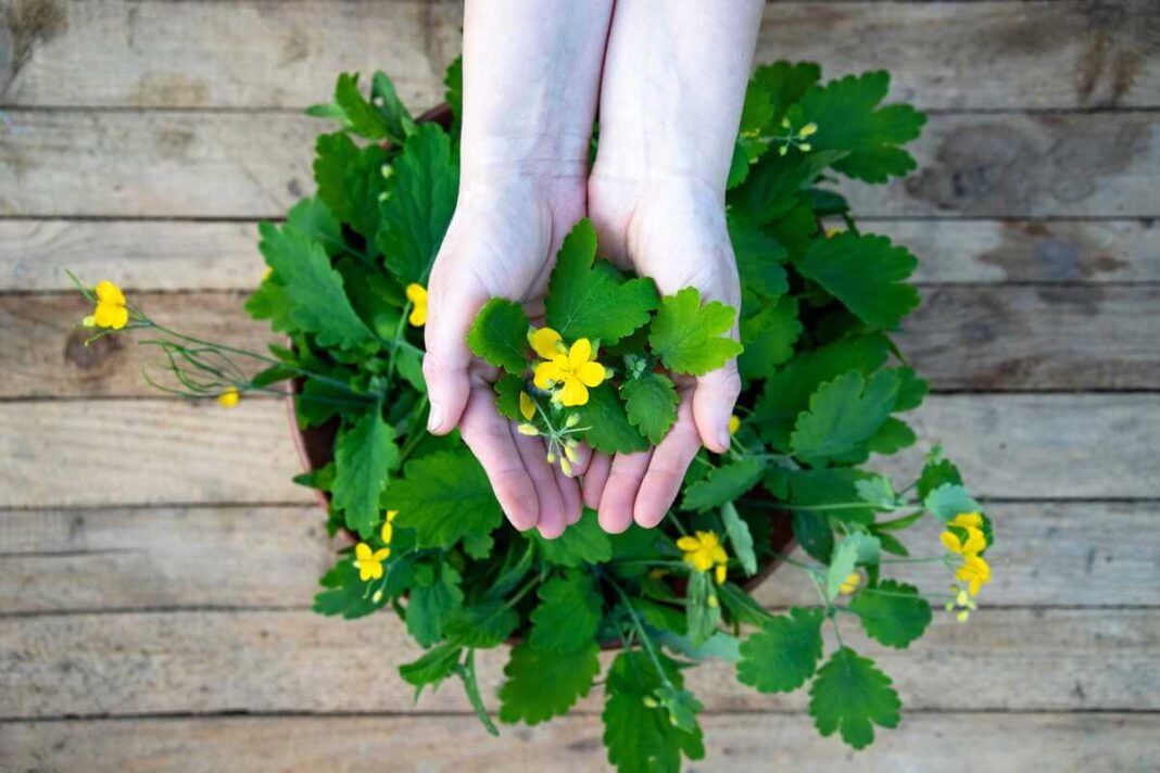 Ugniažolės naudojimas darže yra populiarus dėl augalo gydomųjų savybių, kurios matomos laikant žalius lapus rankose.