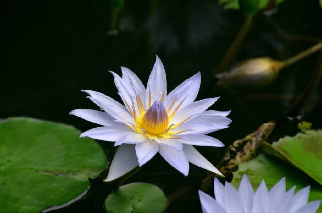 Vandens lelijų auginimas džiugina nuostabiais baltais žiedais, kurie plūduriuoja vandens paviršiuje tarp žalių lapų.