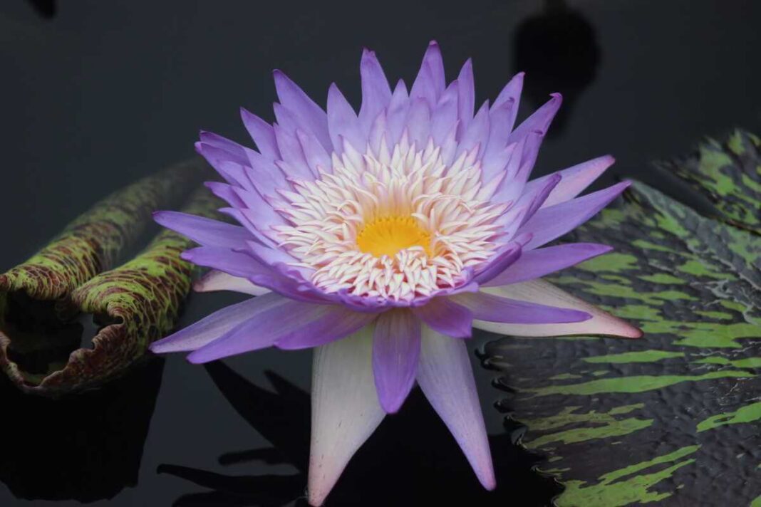 Vandens lelijų auginimas leidžia grožėtis ryškiais rožiniais žiedais, kurie skleidžiasi tiesiai ant skaidraus vandens paviršiaus.