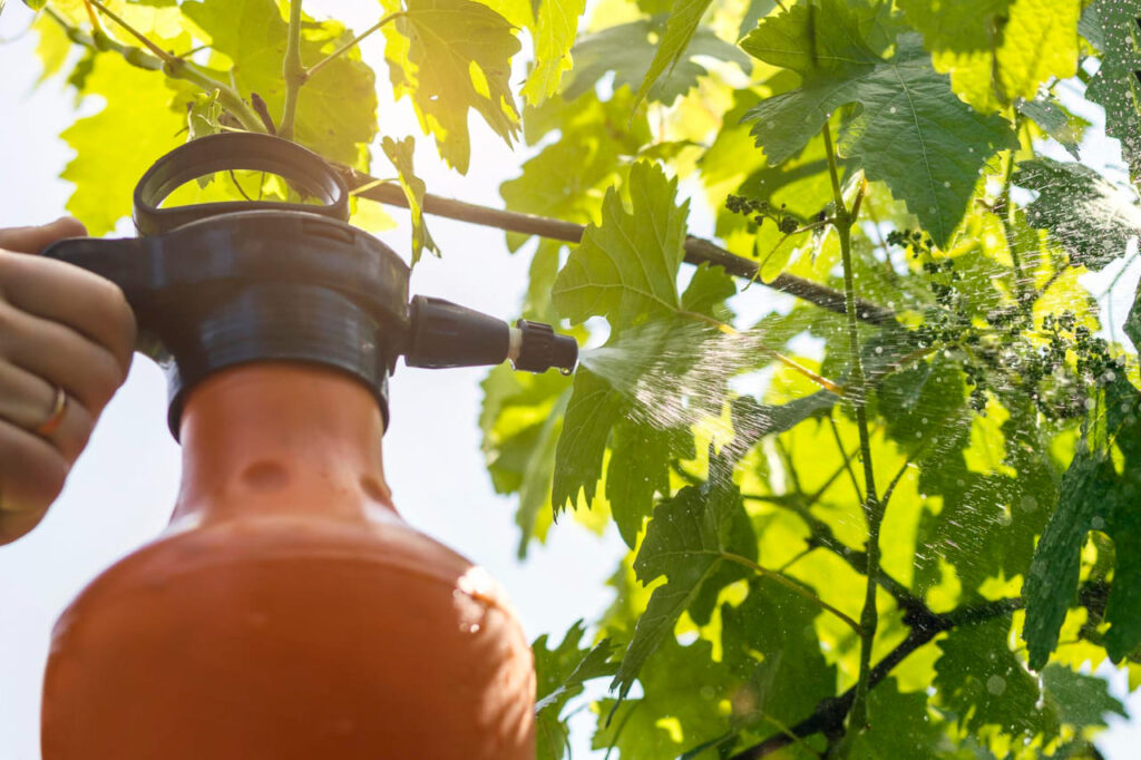 Vynmedžių priežiūra pavasarį. Mikroelementai per lapus.