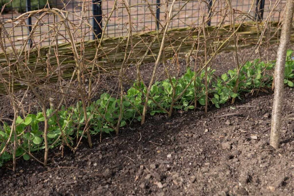 Žirnių auginimas darže reikalauja tinkamų atramų, kurias matome prie jaunų, žalių daigų, besikabinančių į šakeles.