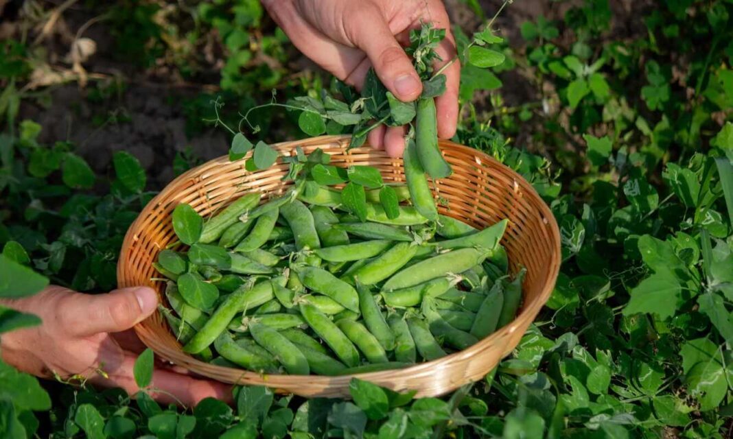 Žirnių auginimas darže pasiteisina, kai pintame krepšyje puikuojasi gausybė šviežiai nuskintų žalių ankščių.