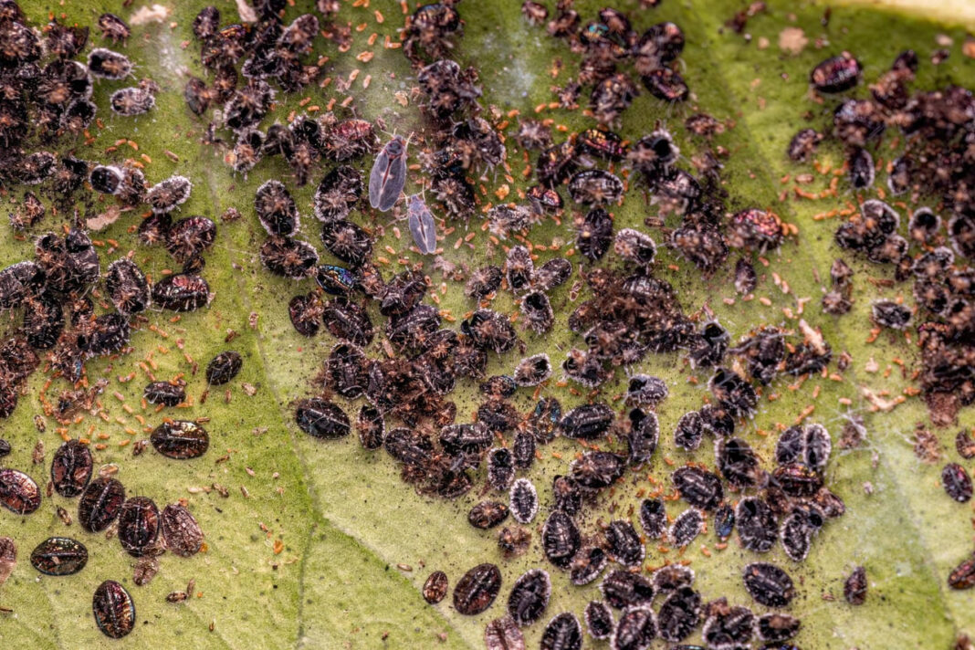 Amarai ant serbentų.