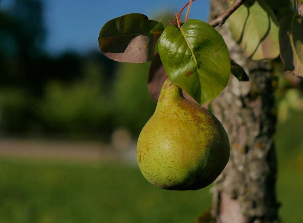 Kriaušių trešimas pavasarį. Trešimas be vandens yra laiko švaistymas.