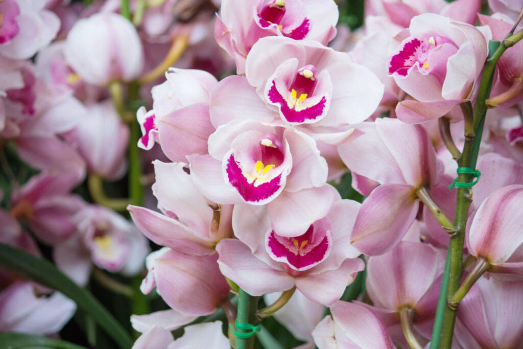 Kuo tręšti orchidėjas. Užpilai naudingi tada kai orchidėja aktyviai auga.