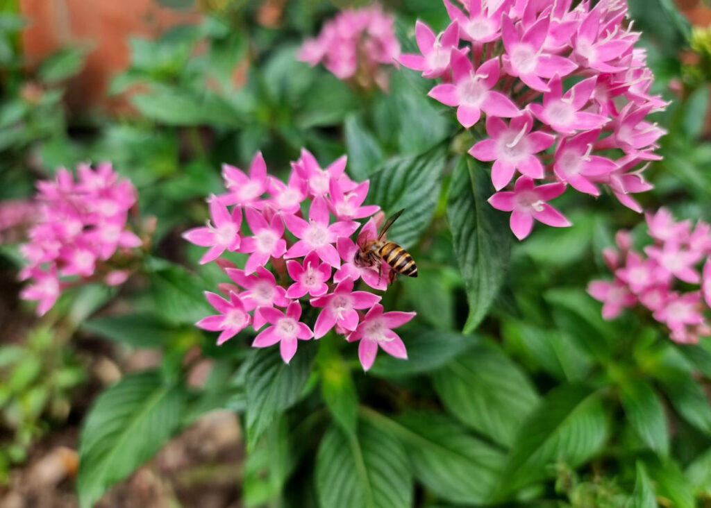 Pentas lanceolata. Ši gelė yra panašiausia į hortenzija pagal priežiūrą.