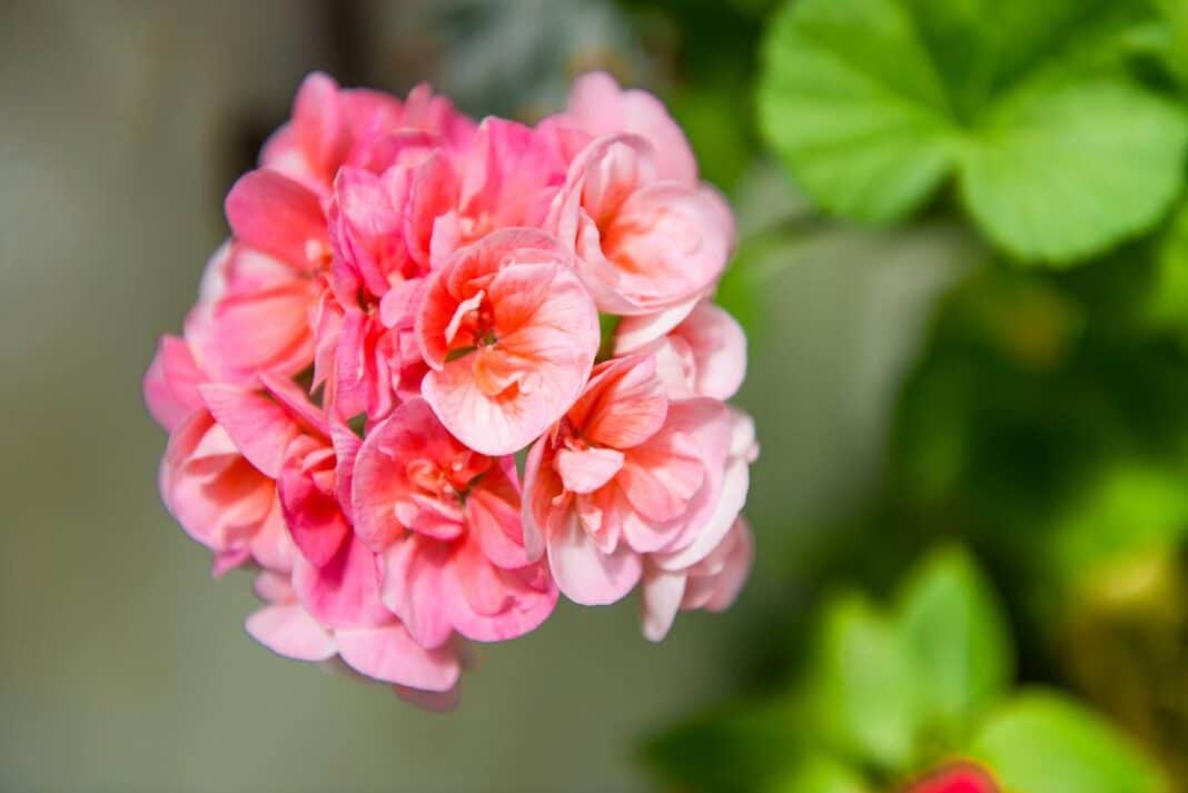 Pelargonijų paruošimas žiemai prieš perkeliant augalą į patalpą