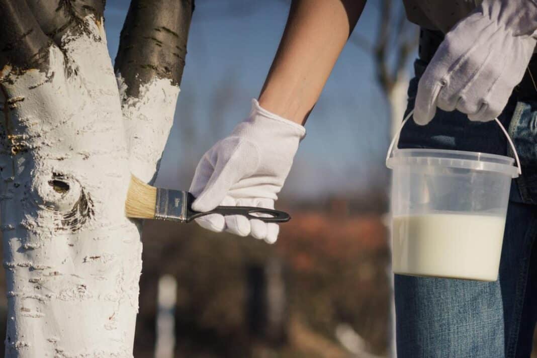 Balinami vaismedžių kamienai žiemos apsaugai