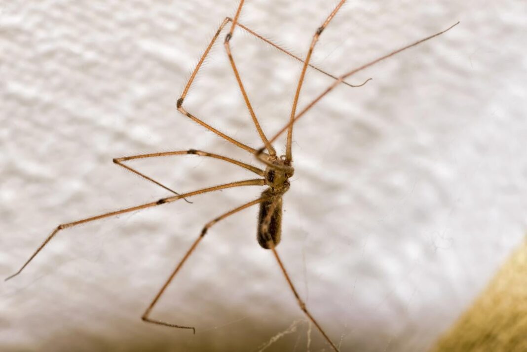 Ilgakojis voragyvis ant šviesios sienos
