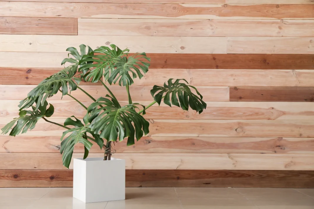 Kambarinė monstera baltame vazone prieš medinę sieną