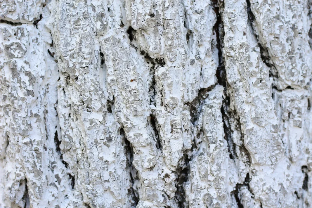 Baltai nubalinto medžio kamieno žievė iš arti