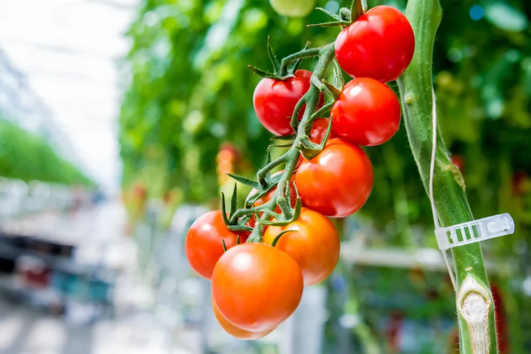 Ant pomidorų augalo kekėje noksta raudoni ir oranžiniai pomidorai
