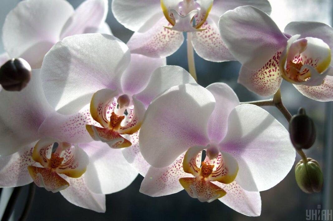 Balti ir švelniai rausvi orchidėjos žiedai bei neišsiskleidę pumpurai
