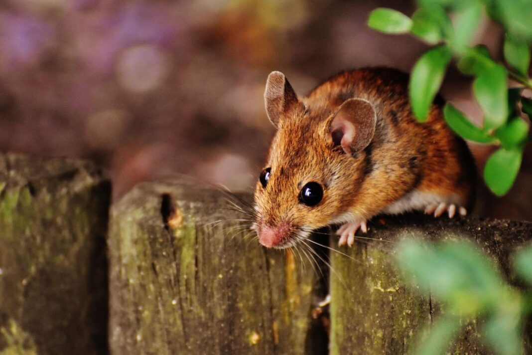 Ruda pelė tupi ant medinės tvoros šalia žalių lapų