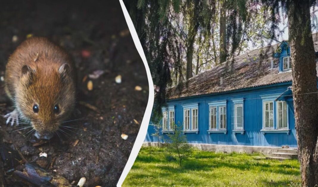 Pelė ant žemės šalia mėlyno medinio namo
