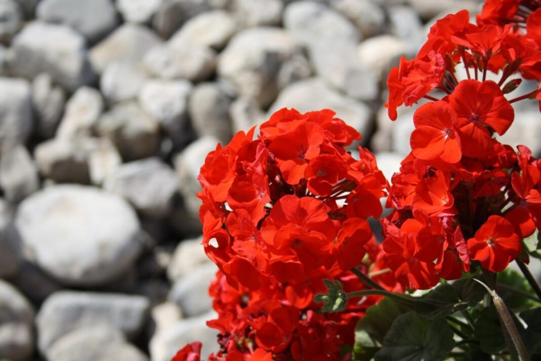 Ryškiai raudonais žiedais žydinčios pelargonijos akmenuotame fone