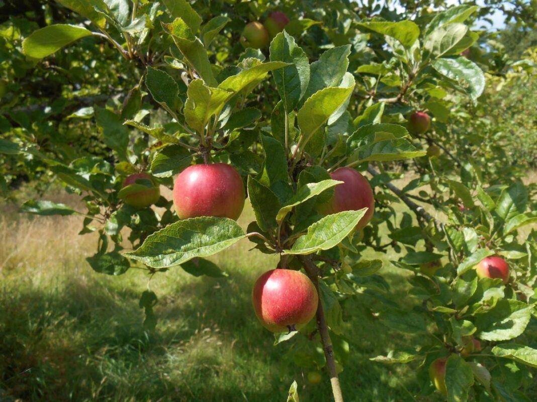 Ant obels šakų nokstantys raudoni obuoliai tarp žalių lapų