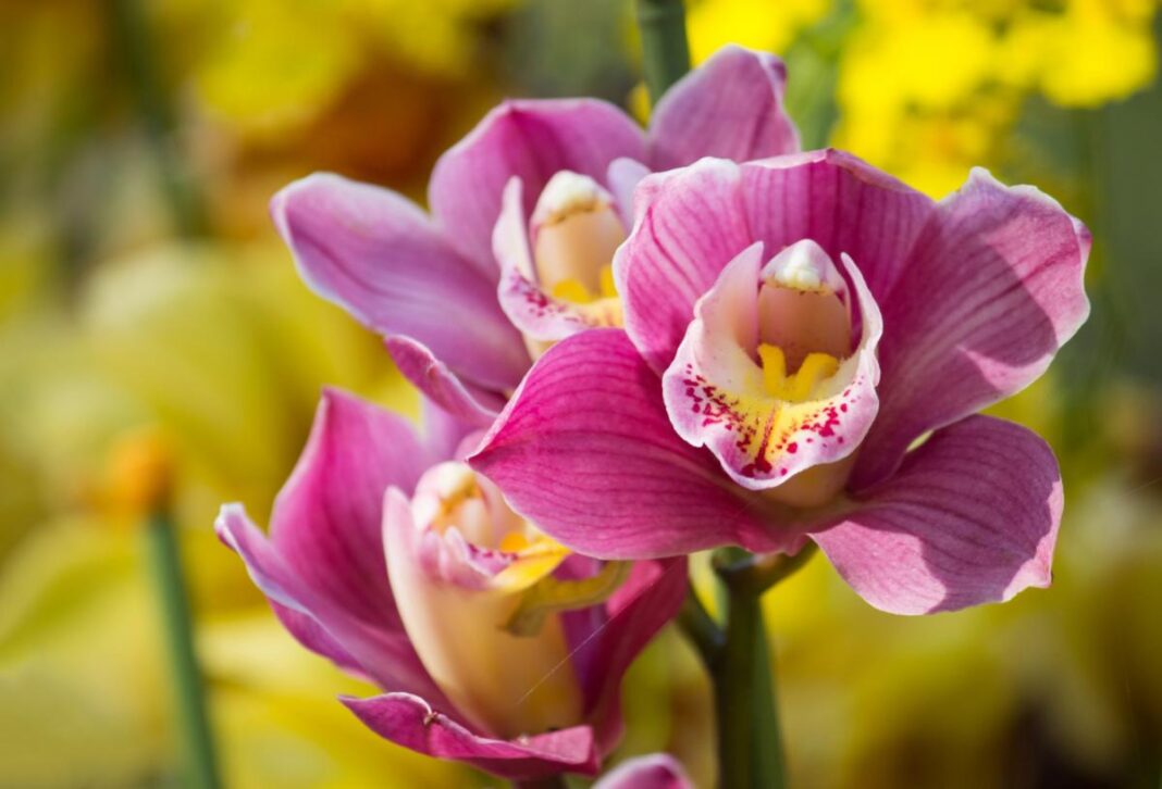 Ryškiai rausvi orchidėjų žiedai su margais vidiniais žiedlapiais