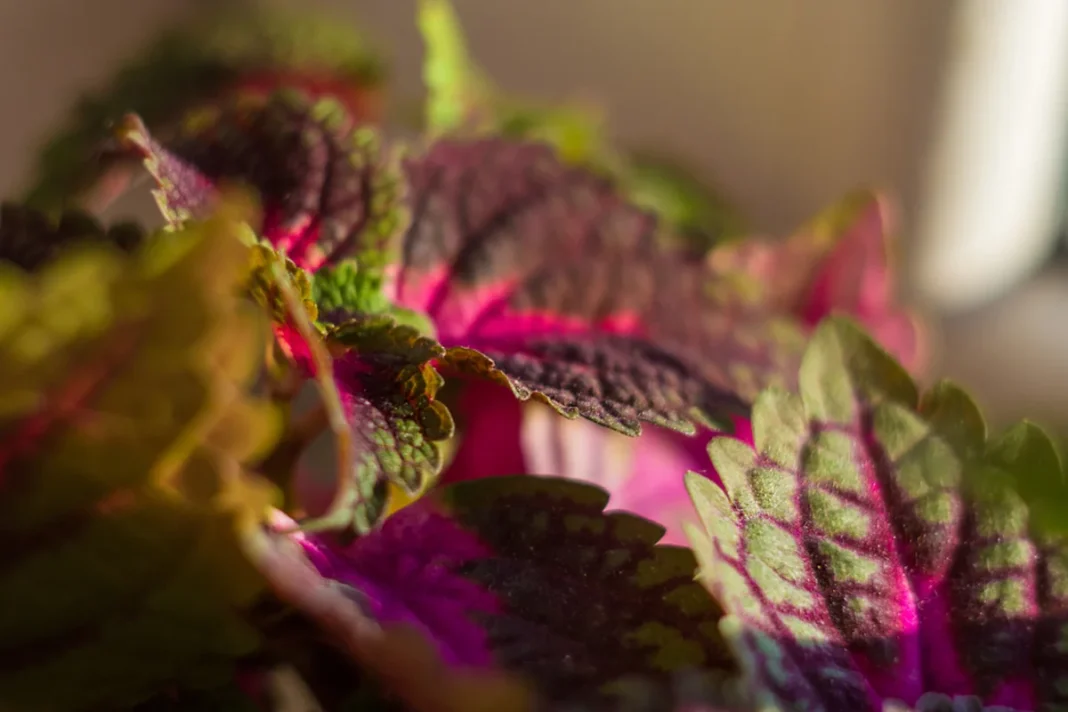 Ryškiaspalviai koleusų lapai su violetiniais, rožiniais ir žaliais raštais