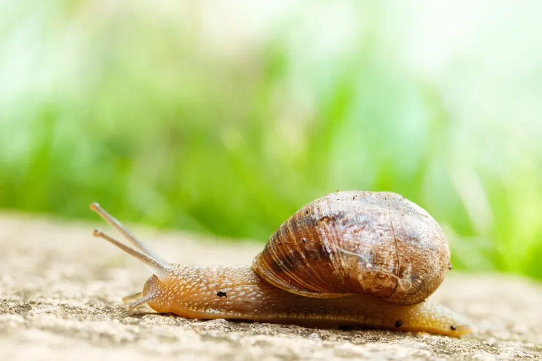 Sraigė su rudu kiautu ropoja per šviesų akmens paviršių