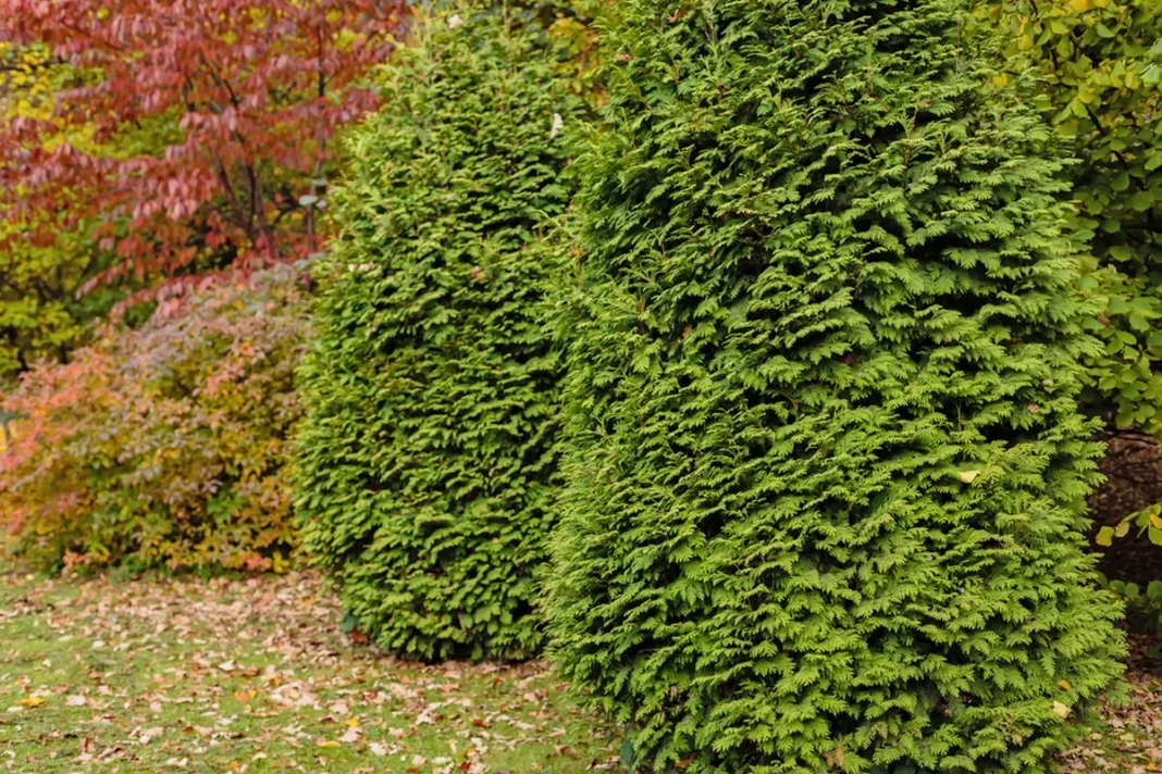 Tankiai augantys žali spygliuočiai rudens sode šalia vejos