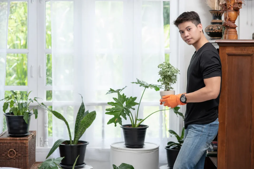 Žmogus namuose laiko vazoninį augalą šalia kitų kambarinių augalų