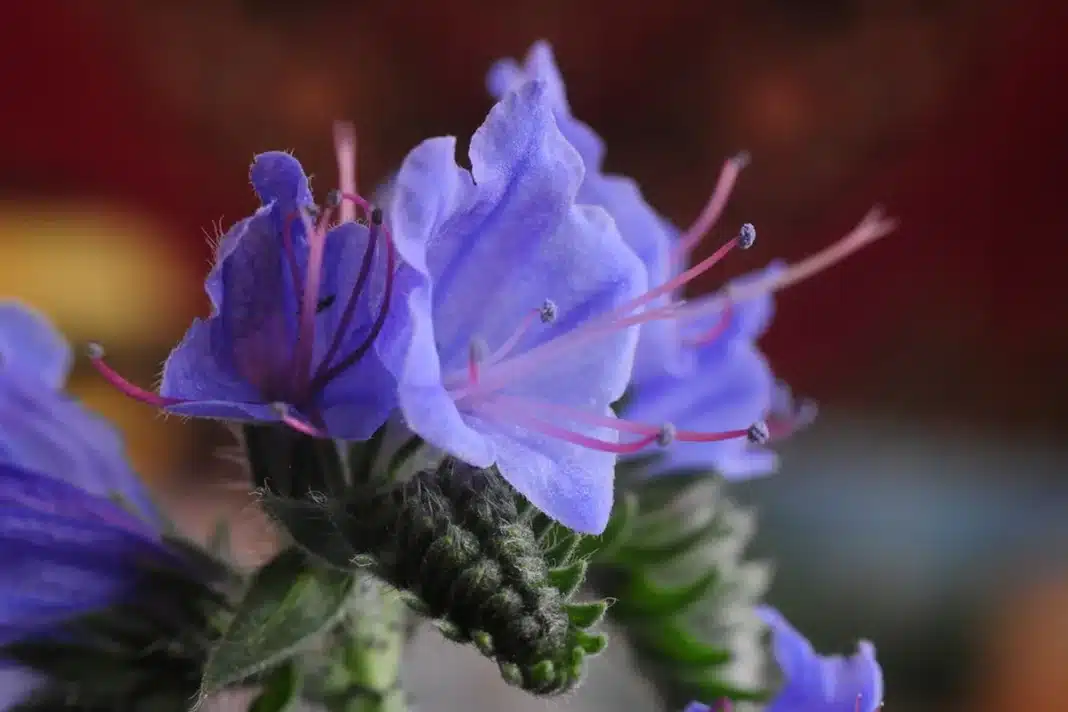 Artimas violetinių echium žiedų ir plaukuoto žiedyno vaizdas