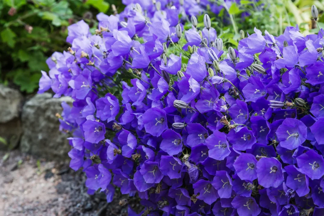 Vešlus violetinių kampanulės žiedų kerelis su daugybe žiedpumpurių