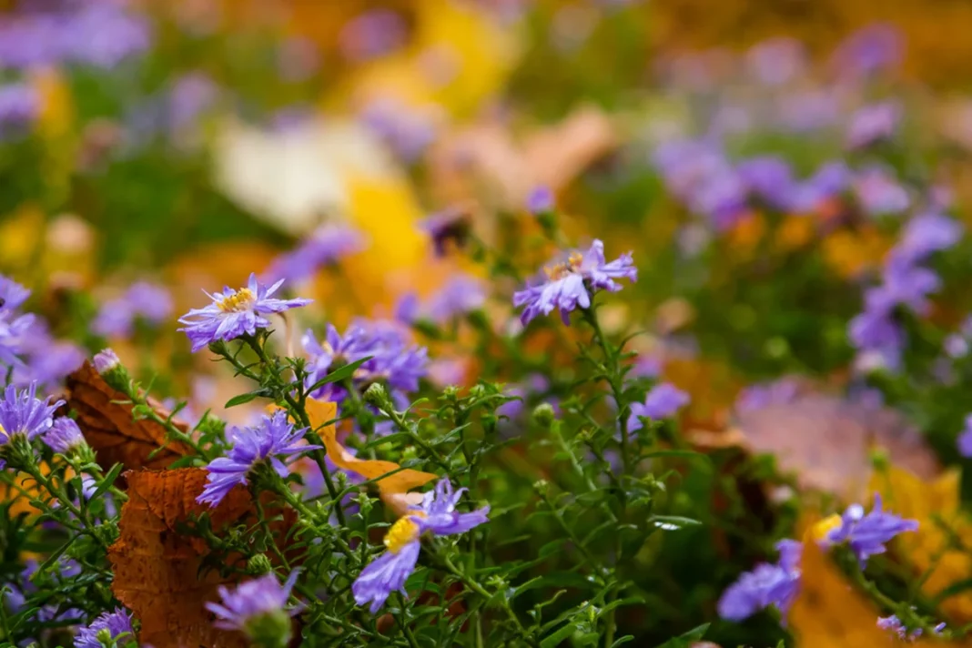 Violetiniai rugsėjūnų žiedai žaliame sode tarp rudeniškų lapų