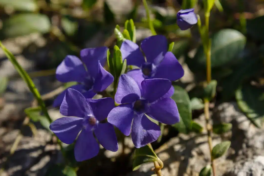 Violetiniai žiedai tarp žalių lapų ir dirvožemio