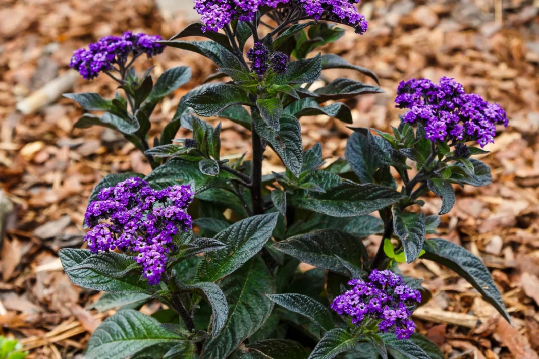 Žydintis heliotropas tamsiais lapais ir violetiniais žiedynais sode