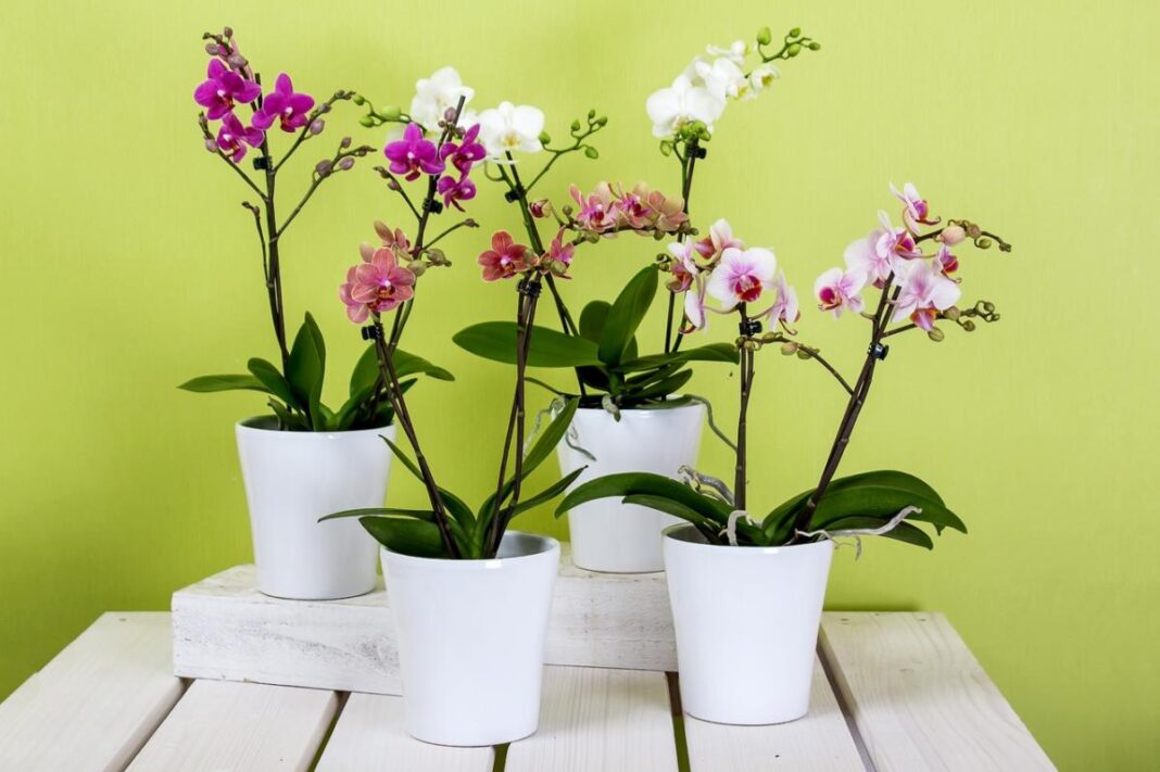 Keliuose baltuose vazonuose žydinčios įvairiaspalvės orchidėjos ant medinio stalo
