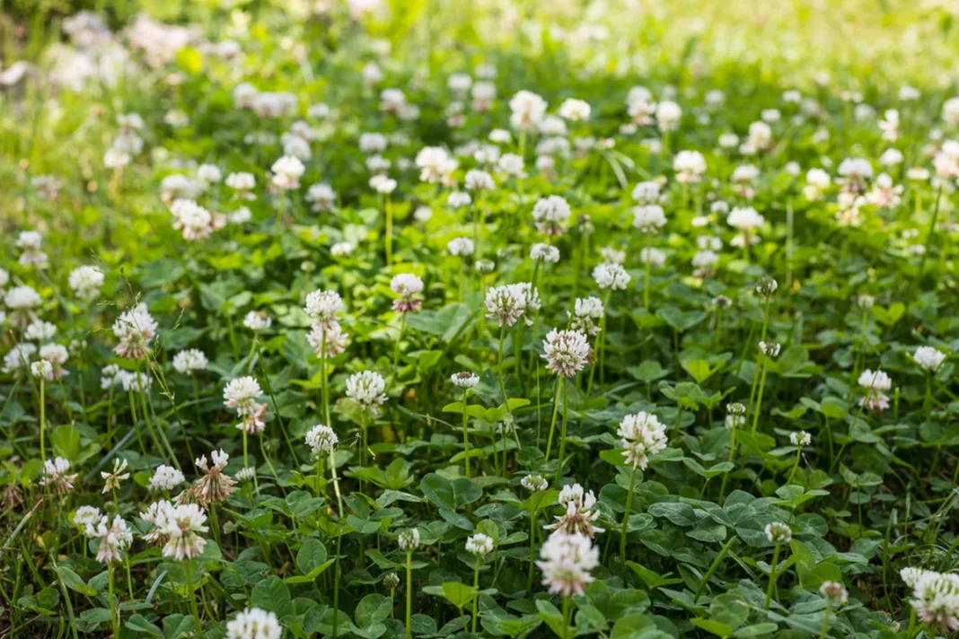 Žydinti baltojo dobilo veja tankiai apaugusi žaliais lapais
