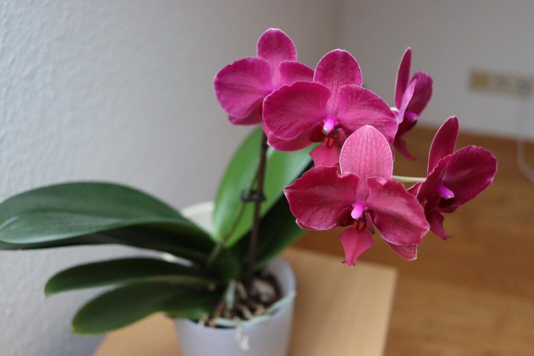 Žydinti rožinė orchidėja baltame vazone