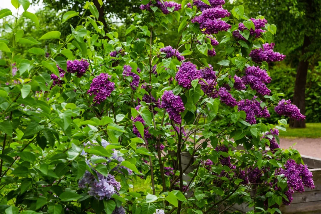 Žydintis alyvų krūmas su violetiniais žiedynais sode